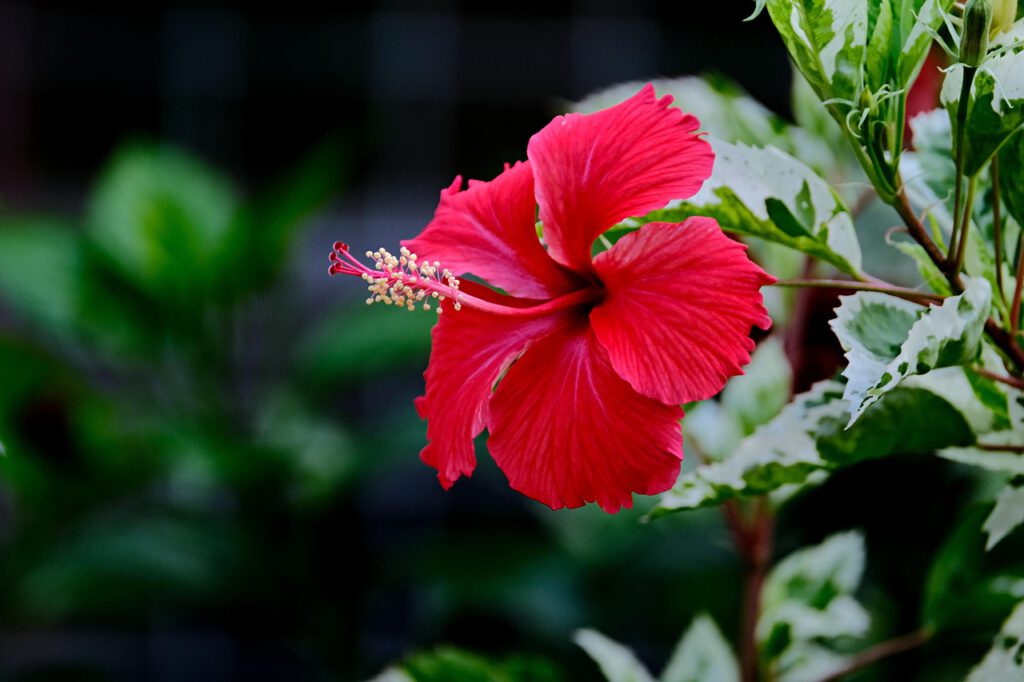 The Cost To Prove Your Ethnicity And Heritage: Hawaiian Edition